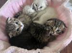 Scottish fold straight - Scottish Fold Kitten For Sale - 