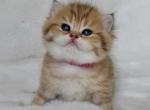 Star - Scottish Fold Kitten For Sale - Vancouver&comma; WA&comma; US
