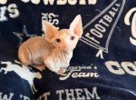 Baby yoda - Bambino Kitten For Sale - Fort Worth&comma; TX&comma; US