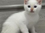 Ollow mix Ragdoll & Blue calico - Ragdoll Kitten For Adoption - 