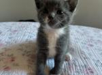 Blue - Domestic Kitten For Adoption - 