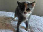 Mini - American Shorthair Kitten For Adoption - La Puente&comma; CA&comma; US