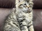King Huge Barbos Mix Maine Coon & Ragdoll - Maine Coon Kitten For Sale - 