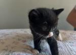 Chase - American Shorthair Kitten For Adoption - La Puente&comma; CA&comma; US