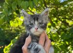 Blossom - Maine Coon Kitten For Sale - Rogersville&comma; MO&comma; US