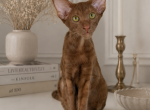 Oriental Shorthair female - Oriental Kitten For Sale - Hollywood&comma; FL&comma; US