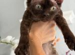 Devon Rex chocolate - Devon Rex Kitten For Sale - Hollywood&comma; FL&comma; US
