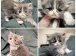 Darla Litter Eli - Persian Kitten For Sale - 
