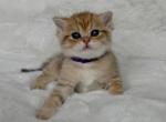 Tigers - Scottish Straight Kitten For Sale - Vancouver&comma; WA&comma; US