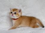 Brown - Scottish Straight Kitten For Sale - Vancouver&comma; WA&comma; US