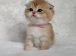 Princess - Scottish Fold Kitten For Sale - Vancouver&comma; WA&comma; US