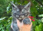 Bud - Maine Coon Kitten For Sale - Rogersville&comma; MO&comma; US