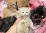 Persian Ragdoll kittens cheap - Persian Kitten For Sale - 