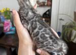 Silver carries all colors - Bengal Kitten For Sale/Service - Scottsbluff&comma; NE&comma; US
