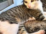 Dobbie - Domestic Kitten For Sale - Barstow&comma; CA&comma; US