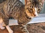 Beary - Domestic Kitten For Sale - Barstow&comma; CA&comma; US