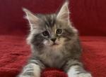 Dallas - Maine Coon Kitten For Sale - NY&comma; US