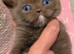 Journey - British Shorthair Kitten For Sale - Los Angeles&comma; CA&comma; US