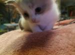 Splendid - Ragdoll Kitten For Sale - Marshalltown&comma; IA&comma; US