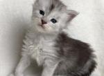 Lucky Charms - Maine Coon Kitten For Sale - TX&comma; US