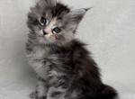 The Spring Garden Litter - Maine Coon Kitten For Sale - TX&comma; US