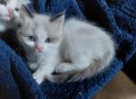 Tux - Ragdoll Kitten For Sale - Bigmount&comma; PA&comma; US