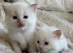 Flame point ragdoll - Ragdoll Kitten For Sale - Clay&comma; PA&comma; US
