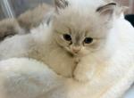 Hello - Ragdoll Kitten For Sale - Fort Lee&comma; NJ&comma; US