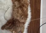 OJ - Himalayan Cat For Sale - Philadelphia&comma; PA&comma; US