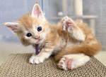 Candy - Maine Coon Kitten For Sale - Wellington&comma; FL&comma; US