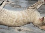 Green Boy - Bengal Kitten For Sale - 