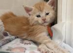 Mango - Maine Coon Kitten For Sale - Wellington&comma; FL&comma; US