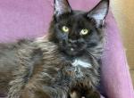 Delmar Polydactyl - Maine Coon Kitten For Sale - 