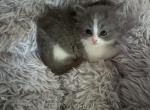 Grey and white female - Persian Kitten For Sale - 
