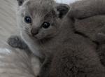 Russian Blues Litter - Russian Blue Kitten For Sale - Charlotte&comma; NC&comma; US