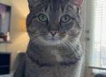 Koda - Domestic Cat For Adoption - Gallatin&comma; TN&comma; US