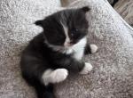 Black and white male - Persian Kitten For Sale - 