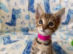 MS PINK - Savannah Kitten For Sale - 