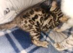 Rosa - Bengal Kitten For Sale - 
