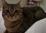 Acacia and Teak's litter - Domestic Kitten For Sale - Kennesaw&comma; GA&comma; US