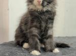 Saphina - Maine Coon Kitten For Sale - 