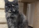 Ember - Maine Coon Kitten For Sale - 
