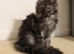Juliet - Maine Coon Kitten For Sale - 