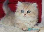 Soul - Scottish Straight Kitten For Sale - Hollywood&comma; FL&comma; US