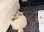 Pearl - Ragdoll Cat For Sale - Laurel&comma; MD&comma; US