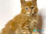 Krash - Maine Coon Kitten For Sale - Hollywood&comma; FL&comma; US