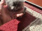 Buffy - Persian Kitten For Sale - OH&comma; US