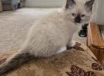 Traditional Litter - Ragdoll Kitten For Sale - Ionia&comma; MI&comma; US