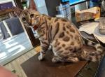 Josephine aka Tempest - Bengal Kitten For Sale - 