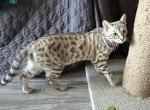Jasmine aka Vespera - Bengal Kitten For Sale - 